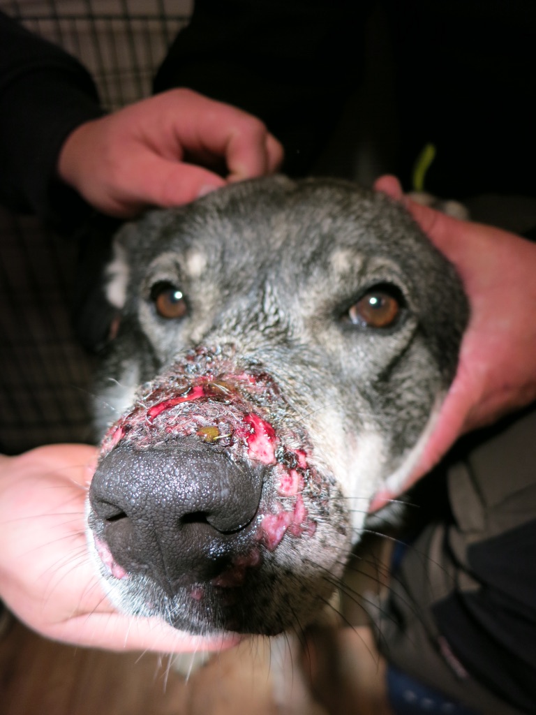 Klåda Hund i Strömsund, Jämtland Fjallveterinaren