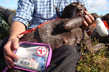 Sårskador på hund Fjällveterinären